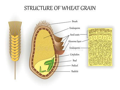 小麦种子剖面图图片