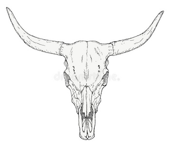 手-疲惫的公牛颅骨牛头骨奶牛佃户租种的土地玻璃关于奶牛头骨在白色