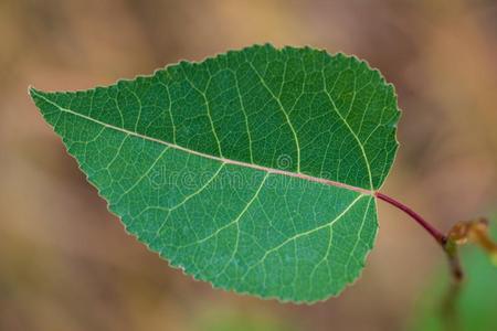 叶子锯齿的树图片