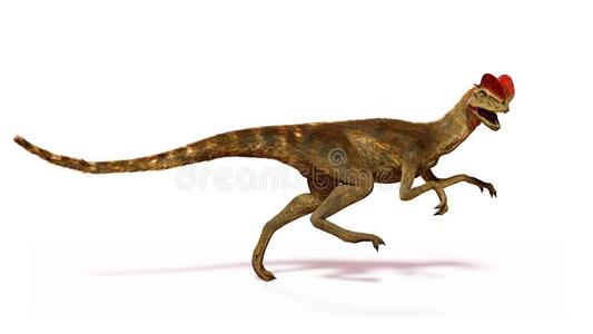 巨脚类跑步双脊龙,兽脚类恐龙从指已提到的人早的侏罗纪的照片