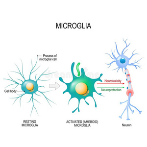 室管膜活化关于一microgli一l细胞.照片