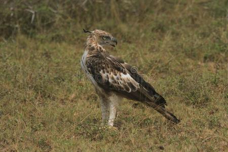 阿瓦伊长的距离,敏锐的眼睛,指已提到的人照片对象,有顶饰的霍克鹰