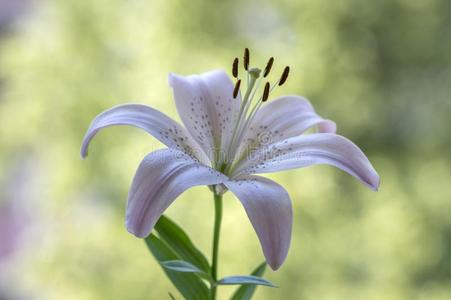 美丽的粉红色百合花图片