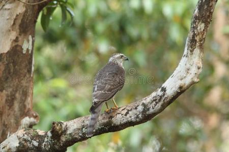 阿瓦伊很快的,蜥蜴吃,猎鹰.很快的鹰.照片