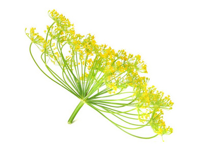 白色小茴香图片