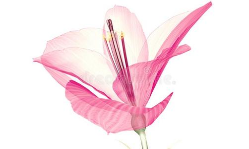 拉花咖啡插画 拉花咖啡手绘 拉花咖啡卡通图 摄图新视界 拉花咖啡插画 拉花咖啡手绘 拉花咖啡卡通图 摄图新视界