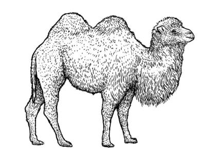 沙丘线条bactrian骆驼双峰驼骆驼说明,绘画,版画,墨水,线条艺术,照片