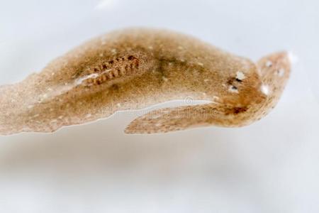 真涡虫寄生物扁形虫在下面显微镜看法.照片
