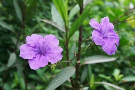 忍冬科的药草紫色的卢莉娅土豆花采用自然花园照片