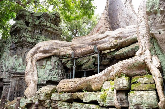 巨人树根掩蔽物采用t.谢谢正式舞会庙采用暹镇收割,柬埔寨.
