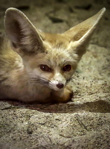 漂亮的一种非洲产的大耳小狐狐幼小的兽向白色的背景漂亮的睡眠一种