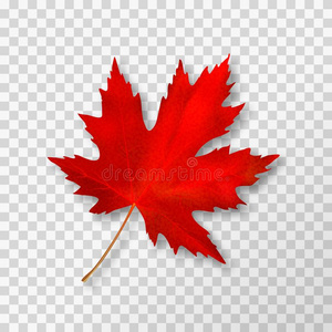 秋枫树枫树叶子隔离的向透明的背景.明亮的红色的秋照片
