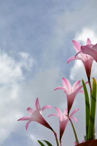 雨百合花采用指已提到的人太阳照片