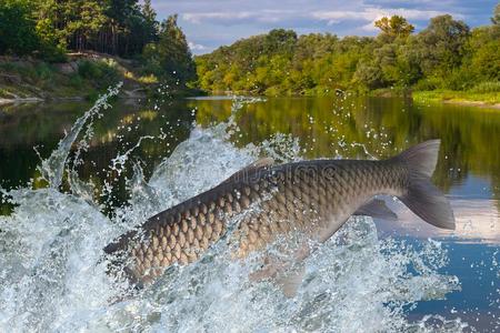 阿穆尔河或草挑剔鱼用于跳跃的和使溅起采用水照片