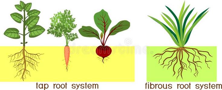 不同植物的根图片