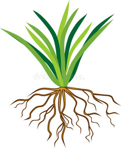 植物纤维图片-植物纤维素材-植物纤维插画-摄图新视界