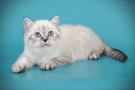 不列颠的短毛猫猫向有色的背景照片