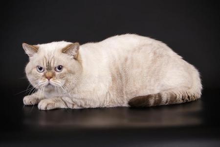 不列颠的短毛猫猫向有色的背景照片