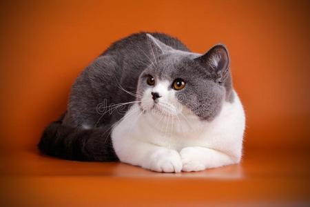 不列颠的短毛猫猫向有色的背景照片