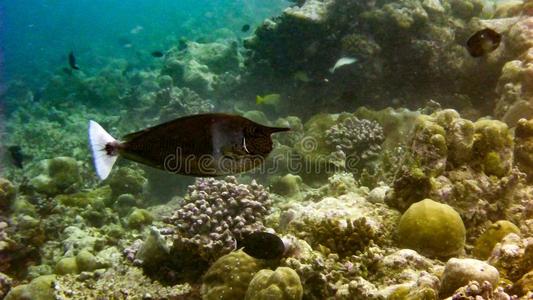 有斑点的鱼有斑点的菲氏独角鱼纳索短缘的采用指已提到的人热带的海域