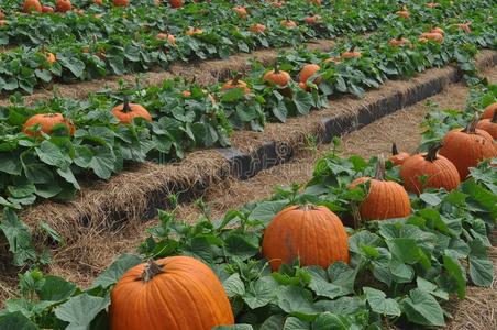 南瓜田和葱翠的绿色的树叶照片