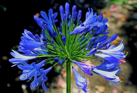 蓝色百合花关于指已提到的人numberofinvertersalonganyloopiseven任