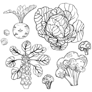 手疲惫的甘蓝向白色的背景.照片