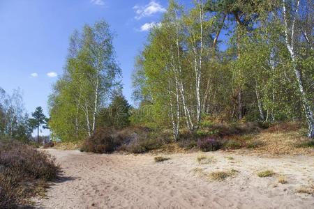 欧路莎图片-欧路莎素材-欧路莎插画-摄图新视界