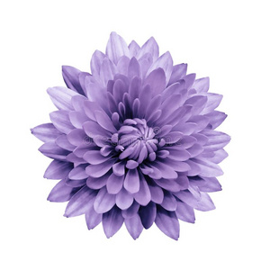 紫色的花隔离的大丽花向一白色的b一ckground和剪裁照片