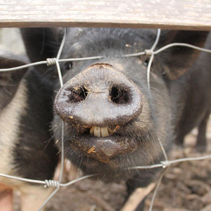 微笑和带牙套的牙齿快乐的女人穿着蓝色的衣服,微笑着抱着小猪.