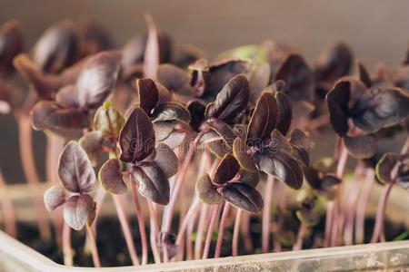 罗勒属植物关于刚出芽的幼苗采用一tr一y关闭着的地面照片