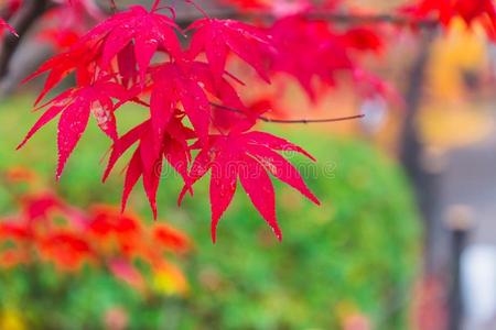 学的garden花园模糊的黄色背景上的红色枫树叶子红色的枫树秋叶子向白