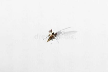 叮人小虫图片 叮人小虫素材 叮人小虫插画 摄图新视界