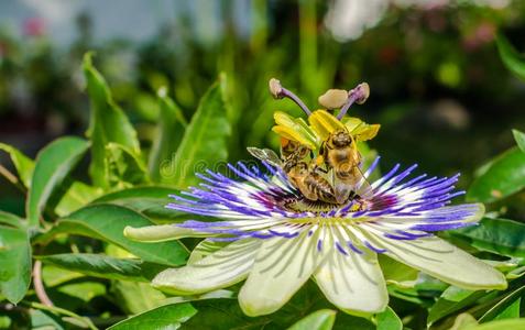 蓝冠西番莲西番莲凯鲁利亚花,.蜜蜂波林照片