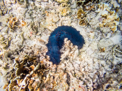 在水中的照片关于海黄瓜摄影图