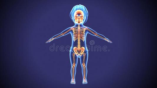 国内保险丝3英语字母表中的第四个字母说明关于婴儿骨架解剖照片