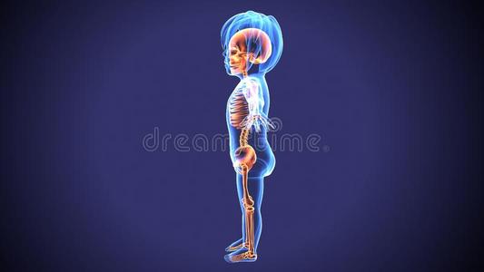 3英语字母表中的第四个字母说明关于婴儿骨架解剖照片