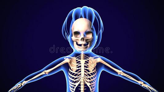 3英语字母表中的第四个字母说明关于婴儿骨架解剖照片