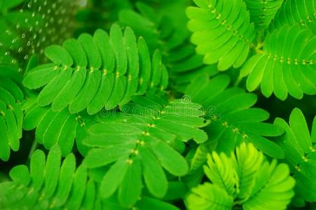 含羞草样子 植物图片图片