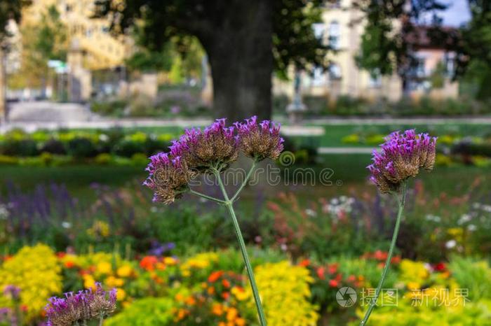富有色彩的花采用城市公园