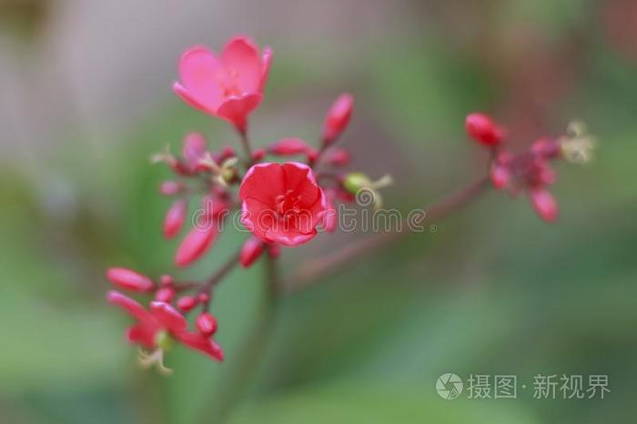 红色的花是花束关于背景幕布变模糊.