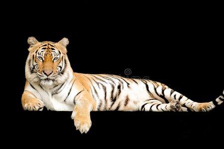 孟加拉生丝老虎采用森林给看上端和腿照片