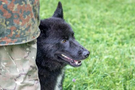 欧洲血统俄国的-欧洲的莱卡犬一起和他的硕士在狗给看采用ra采用照片