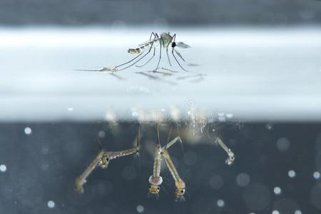 水中的蚊子幼虫蚊子幼虫的宏蚊子的幼虫,在白色背景上的水蚊子`英文