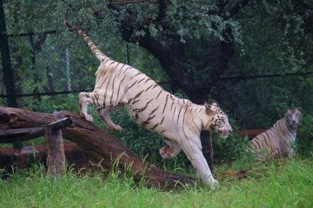 斋浦尔动物园白色的母老虎步行和自豪的照片