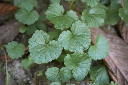 活血草新鲜的绿色的树叶关于活血丹属紫锥菊照片