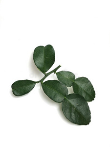 健康的植物树叶关于梨的一种树或非洲黑人酸橙树叶隔离的向白色的非洲