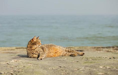 海的猫摄影图 海的猫图片大全 海的猫照片 摄图新视界