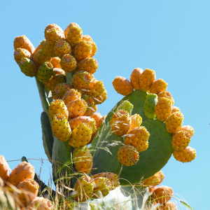 多刺的梨仙人掌大量的采用成果,照片