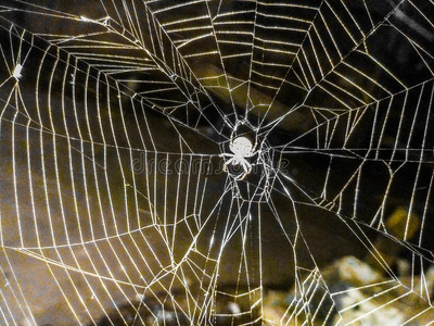 令人不快蜘蛛图片